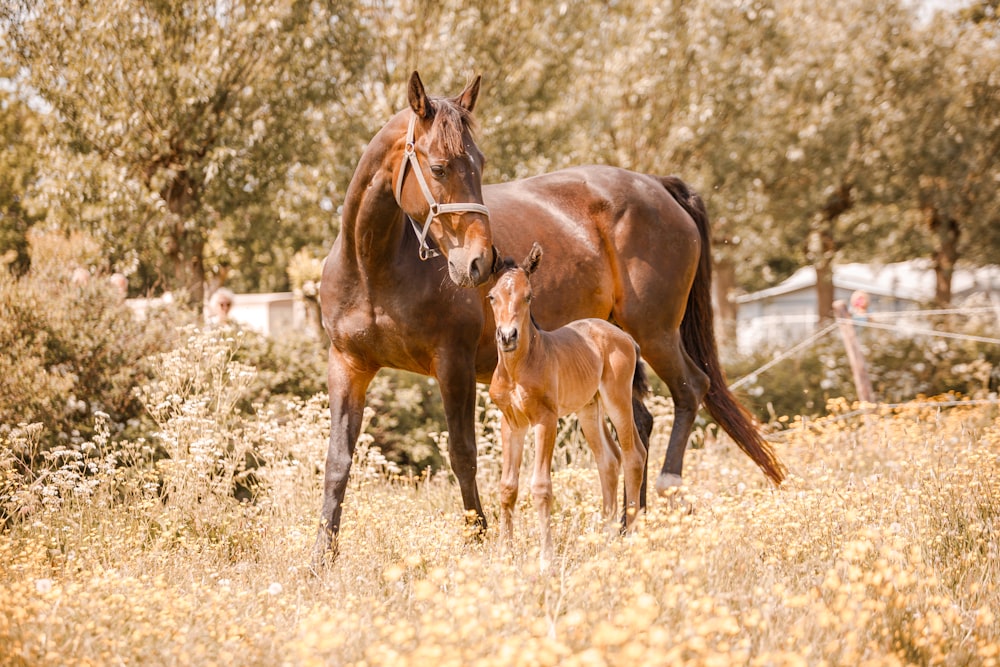 a mother horse and her foal in a field