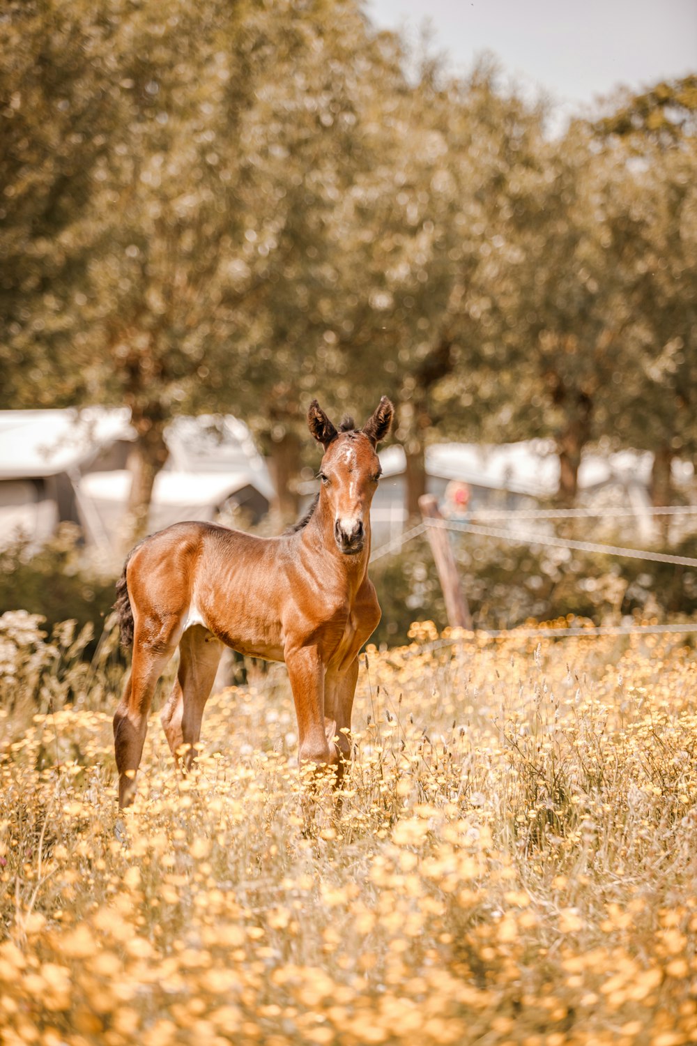 a young horse standing in a field of tall grass