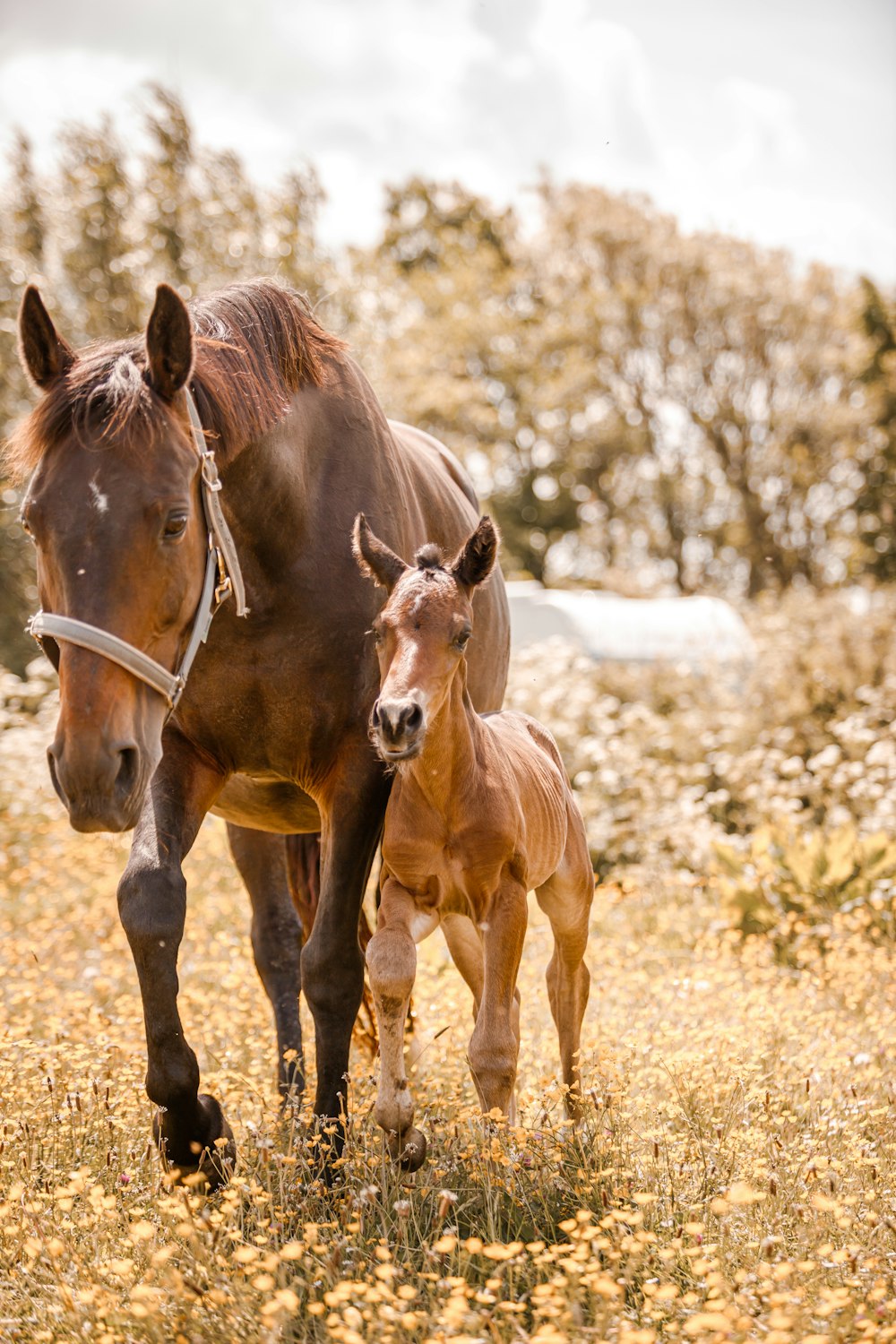 a horse and a foal standing in a field