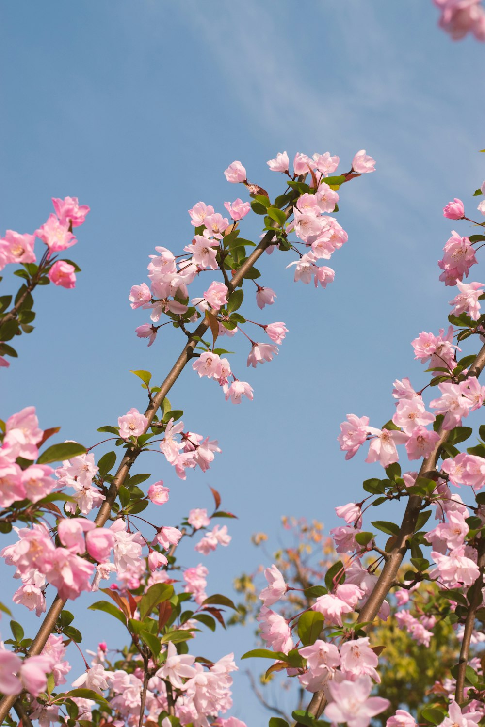 pink flowers are blooming on a tree branch