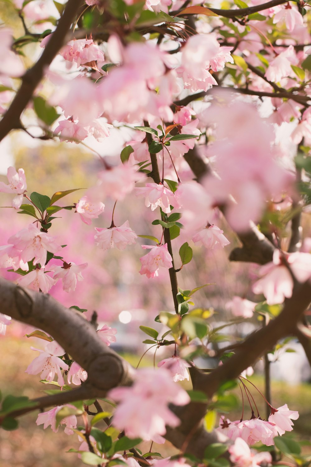 a tree filled with lots of pink flowers