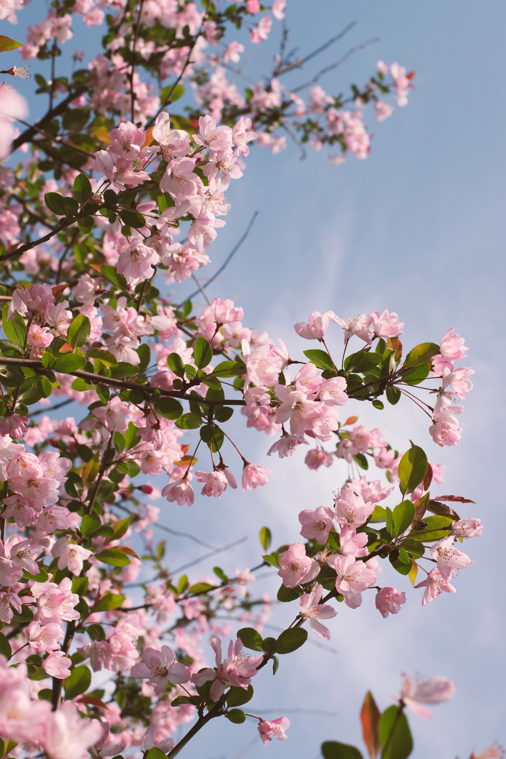 Pink blossoms against a bright sky