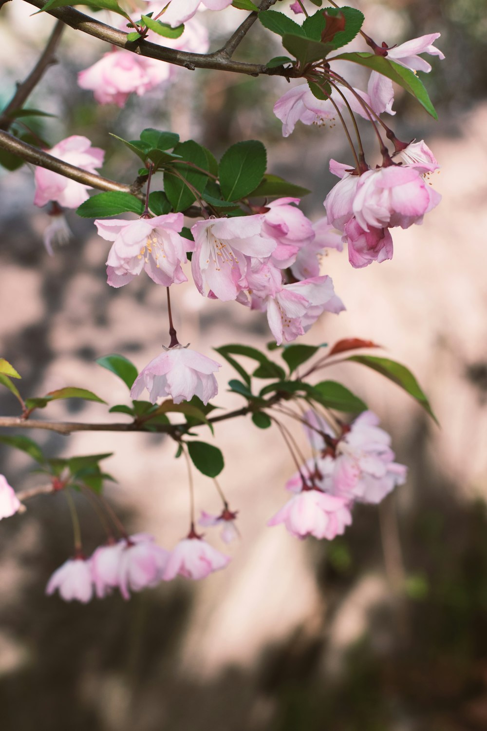 pink flowers are blooming on a tree branch