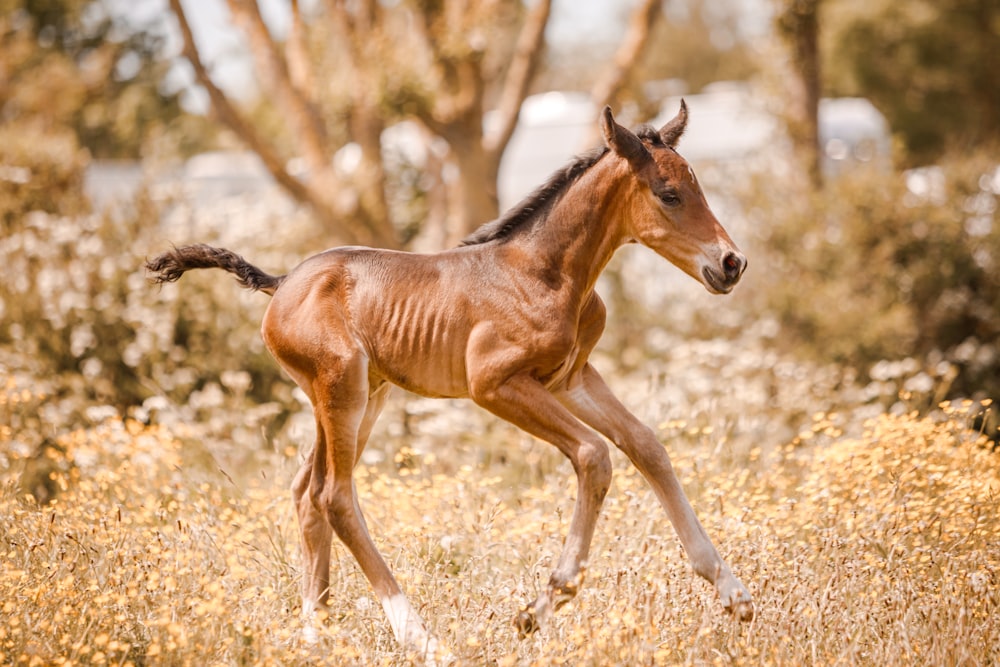 a baby horse running through a field of tall grass