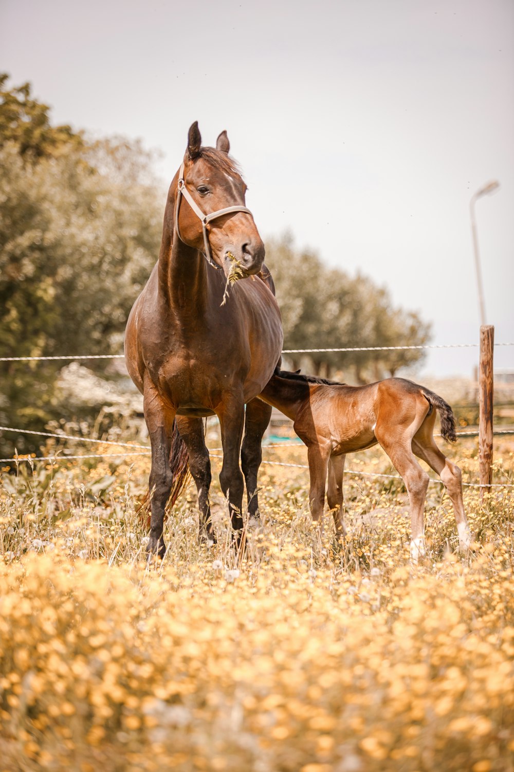 a brown horse standing next to a baby horse