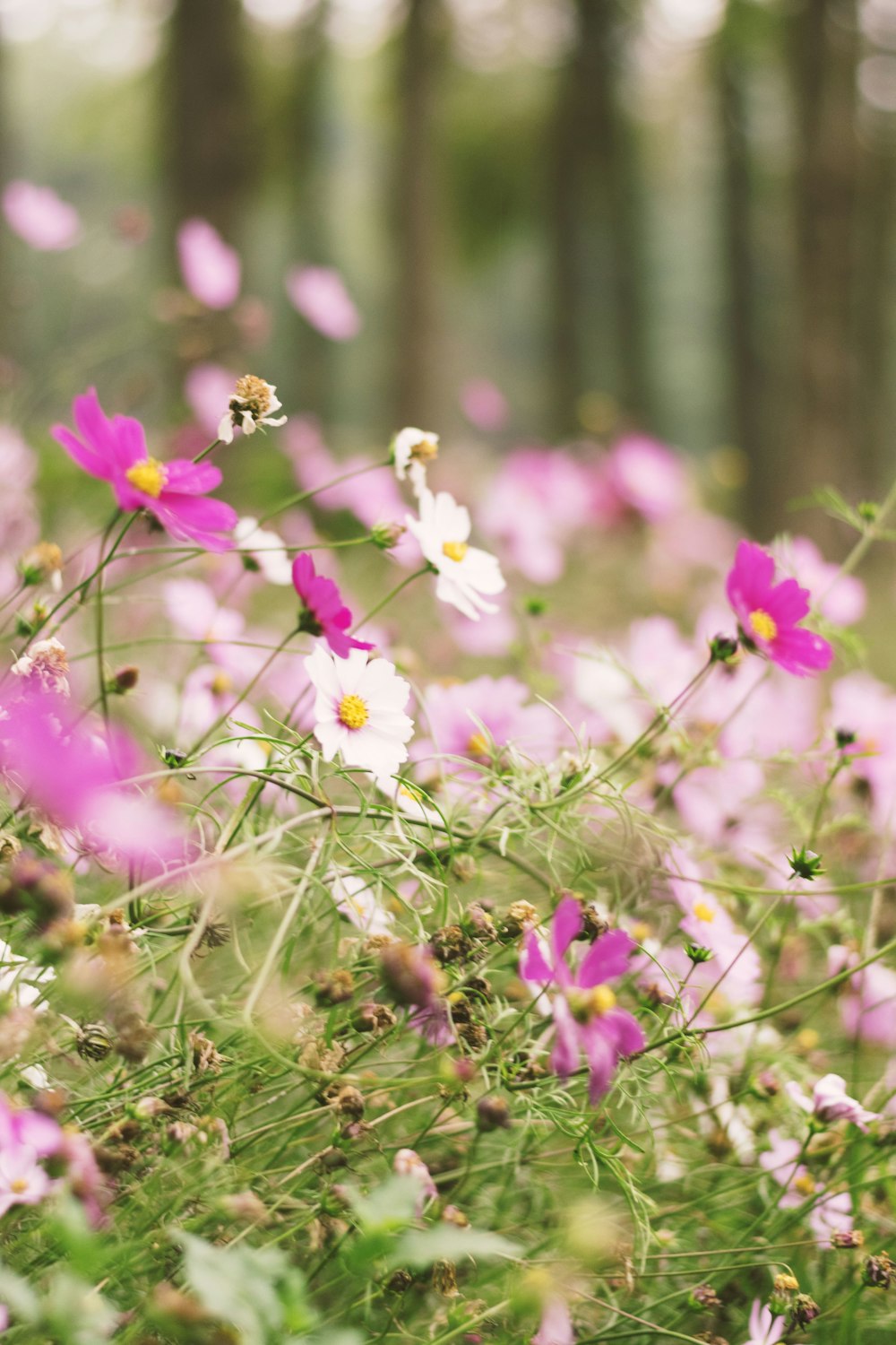 a field full of pink and white flowers