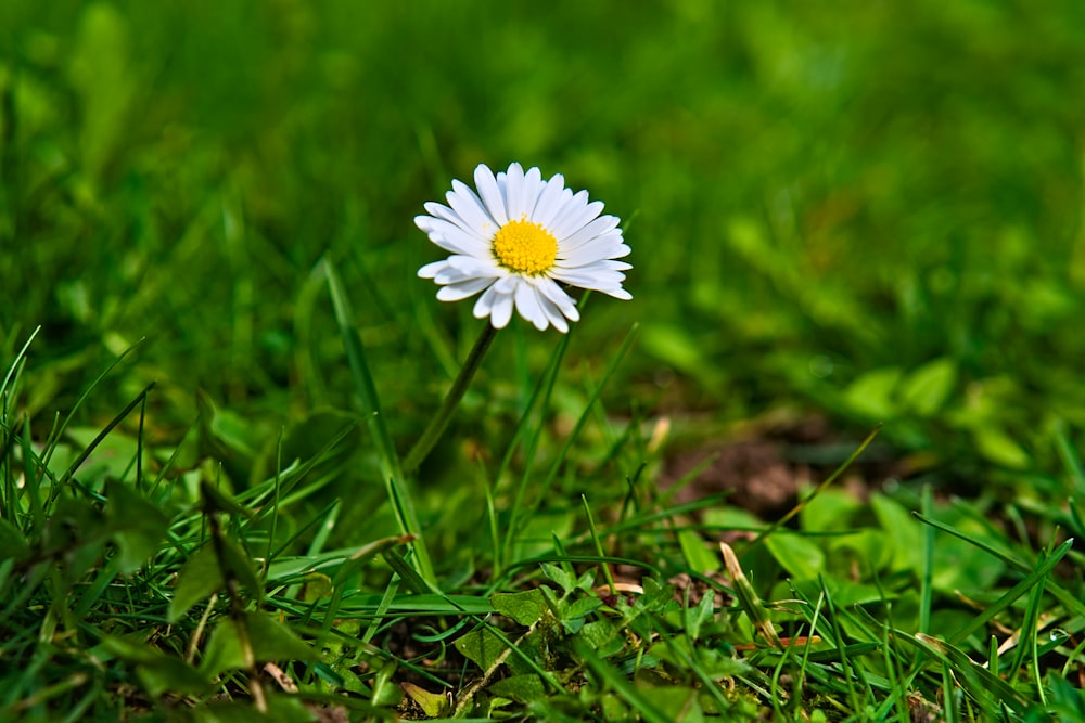 a single white daisy sitting in the grass