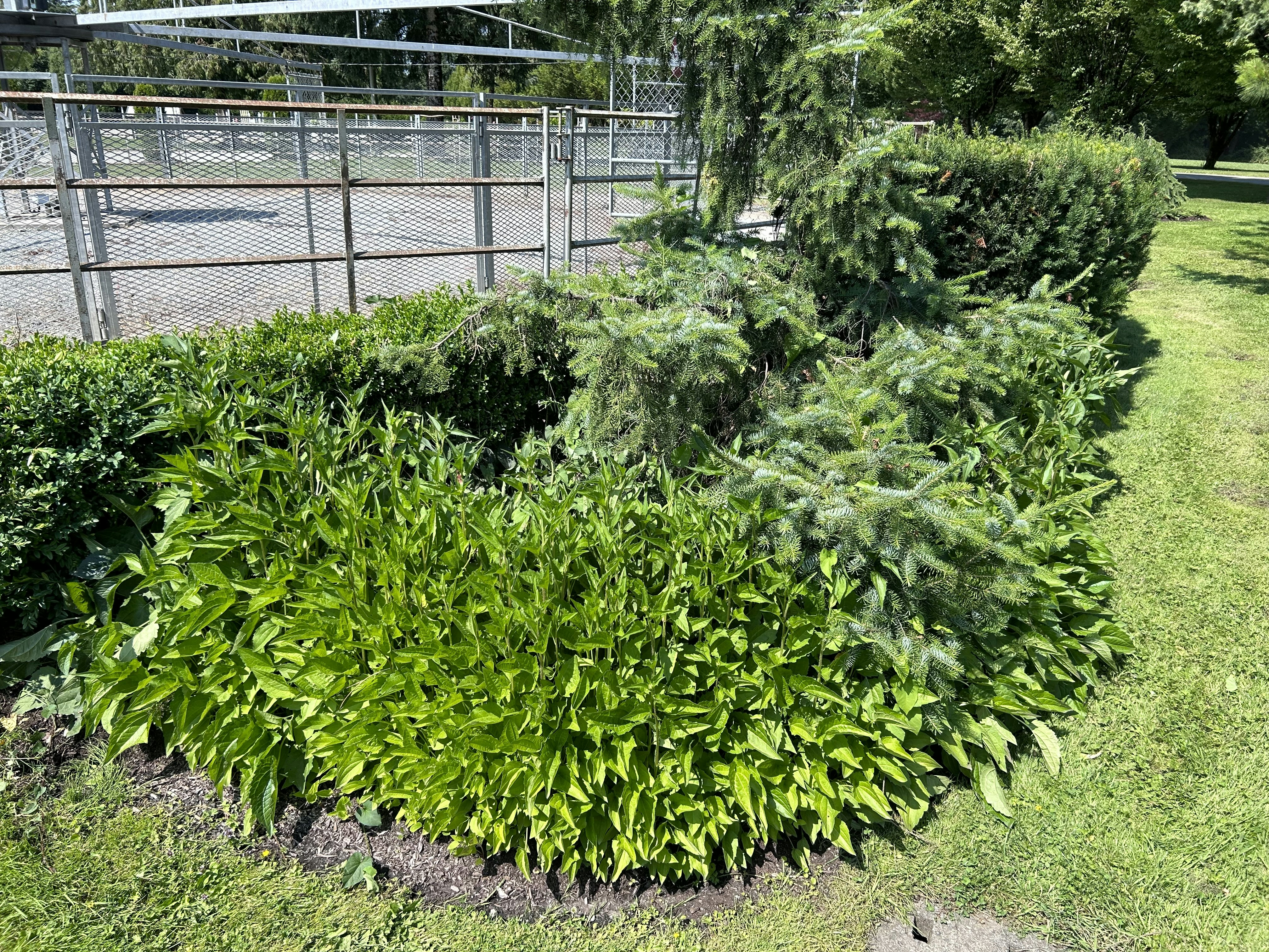 a green bush in the middle of a fenced in area