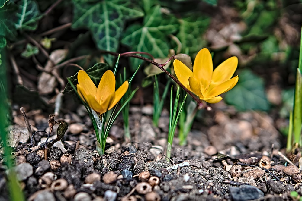 a couple of yellow flowers that are in the dirt