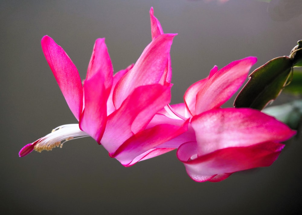 a close up of a pink flower on a branch