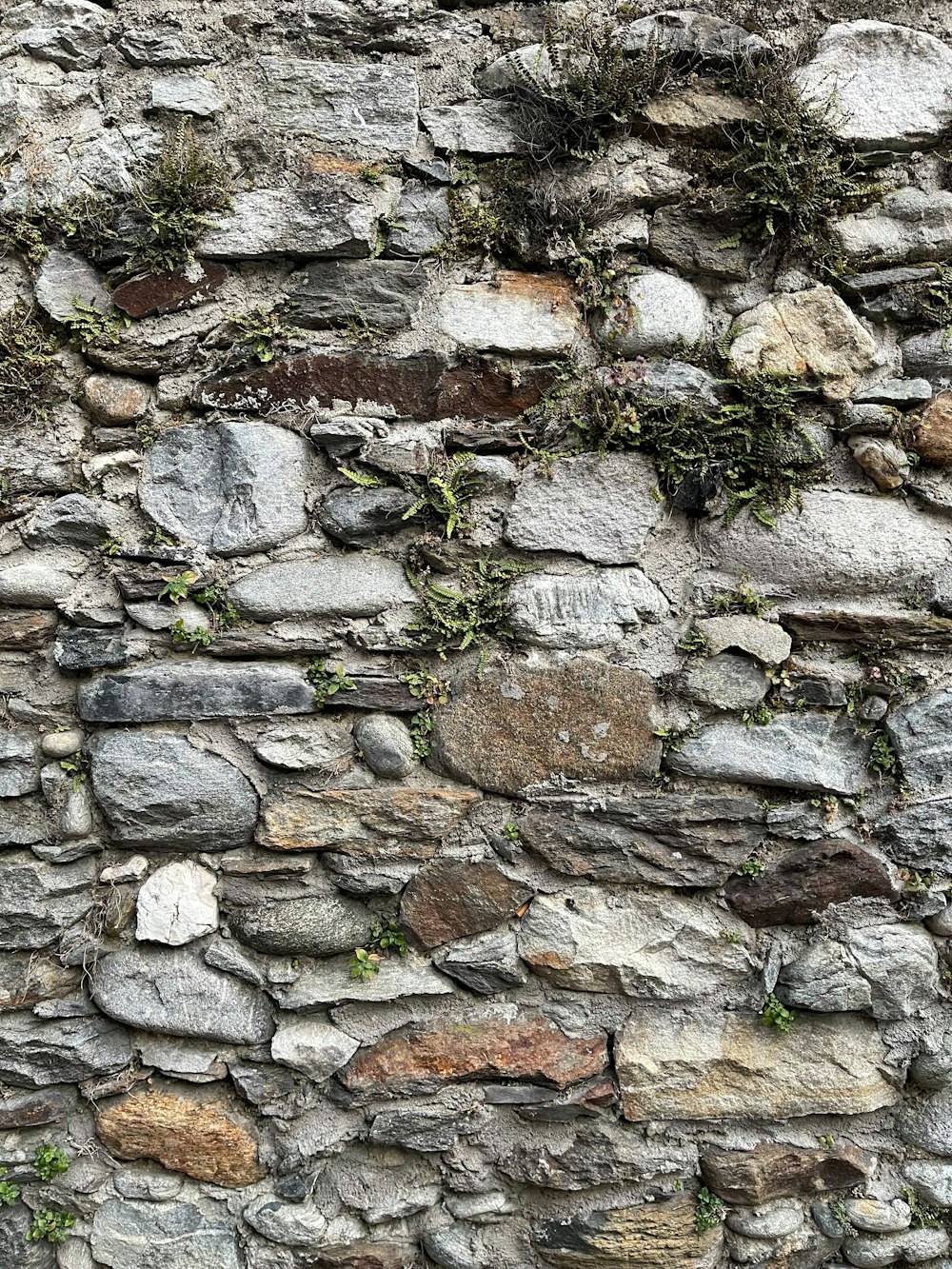 a stone wall with plants growing on it