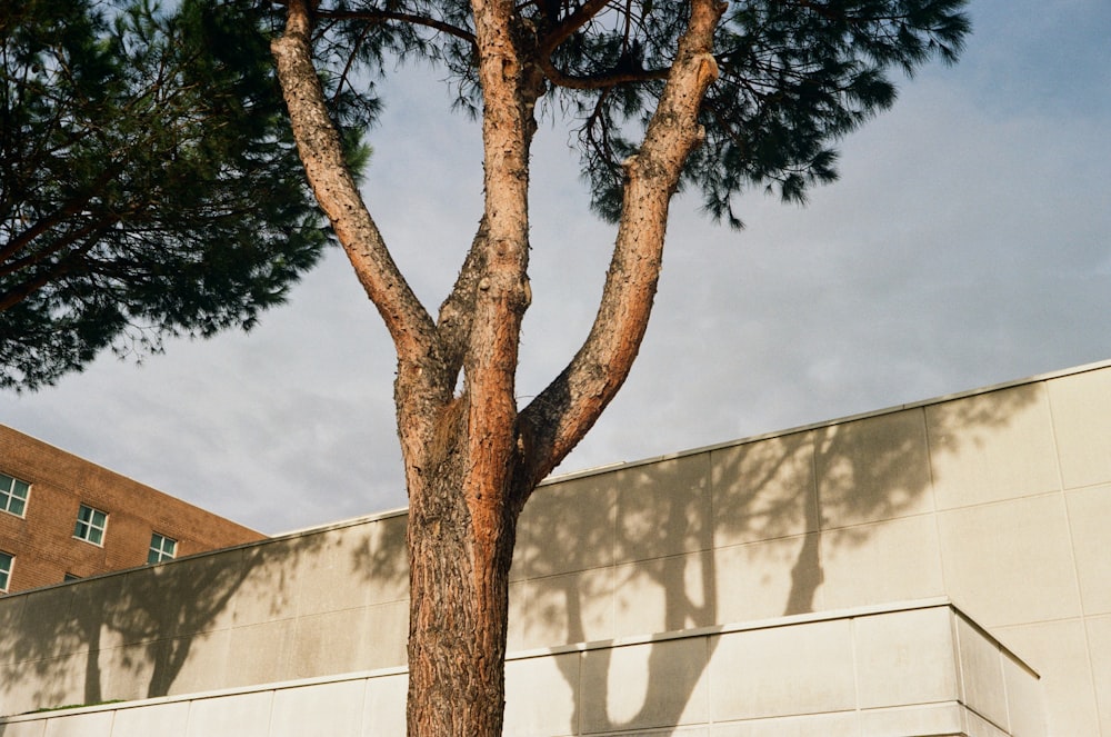 a tall tree sitting next to a tall building