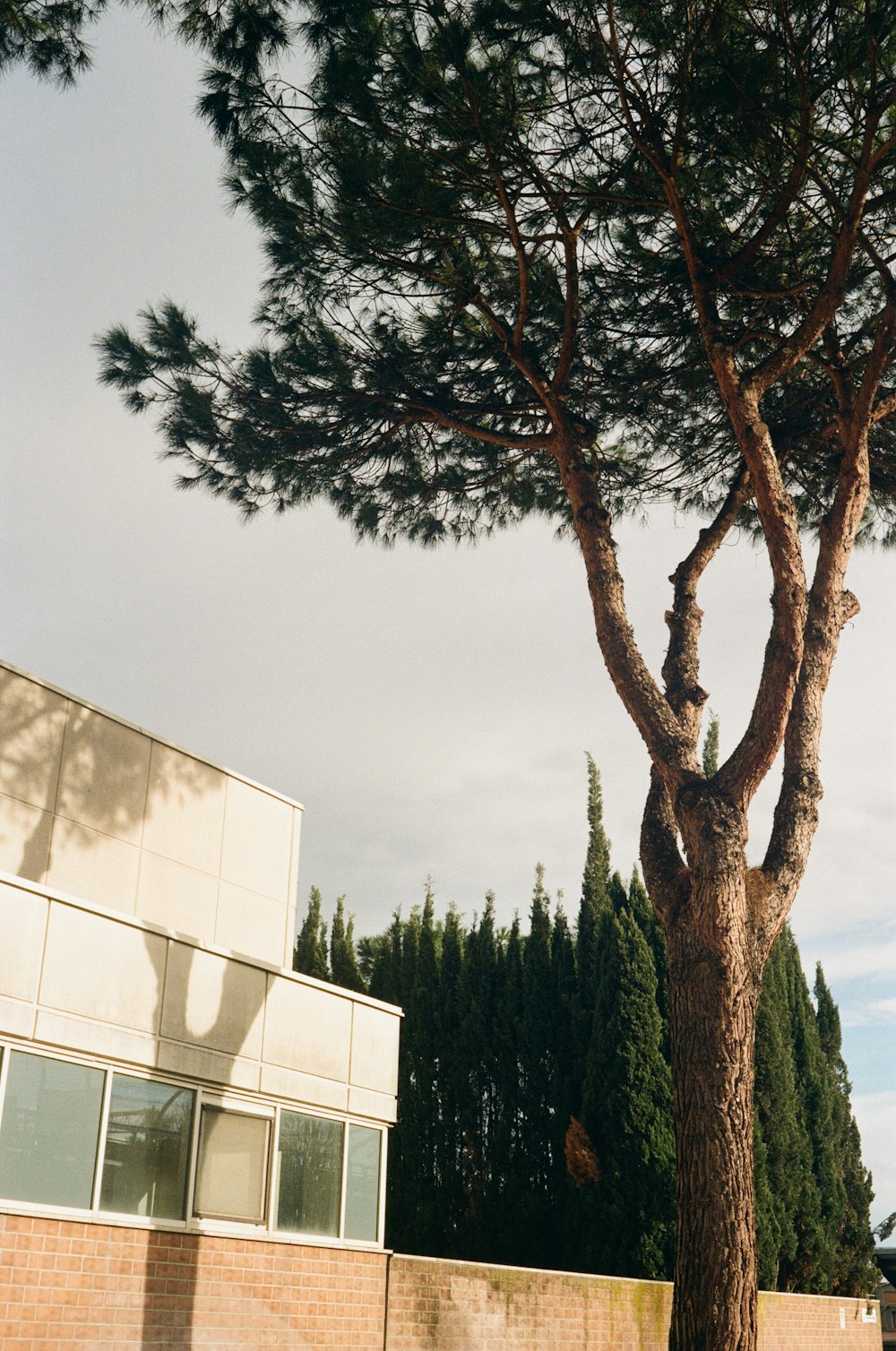 a large pine tree in front of a building