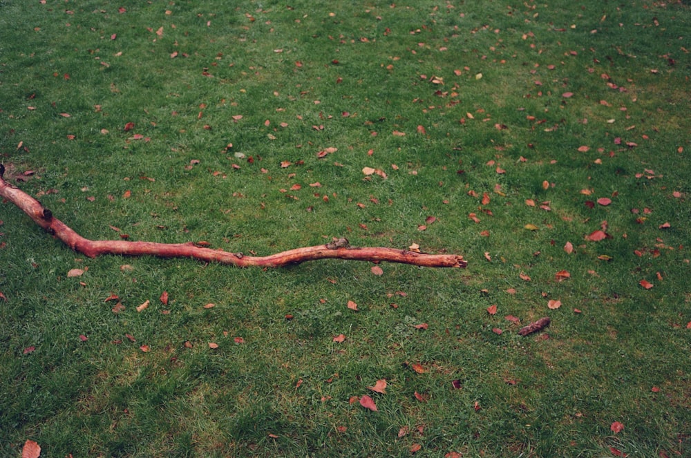 a tree branch laying on the ground in the grass