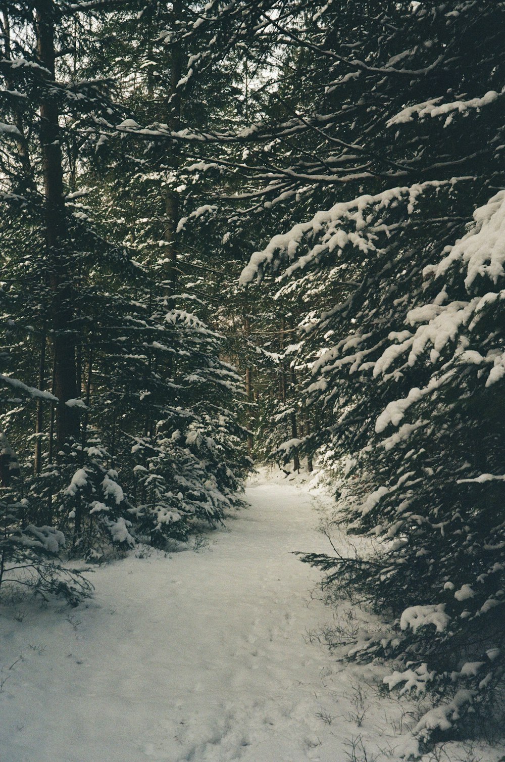 a snow covered path in the middle of a forest