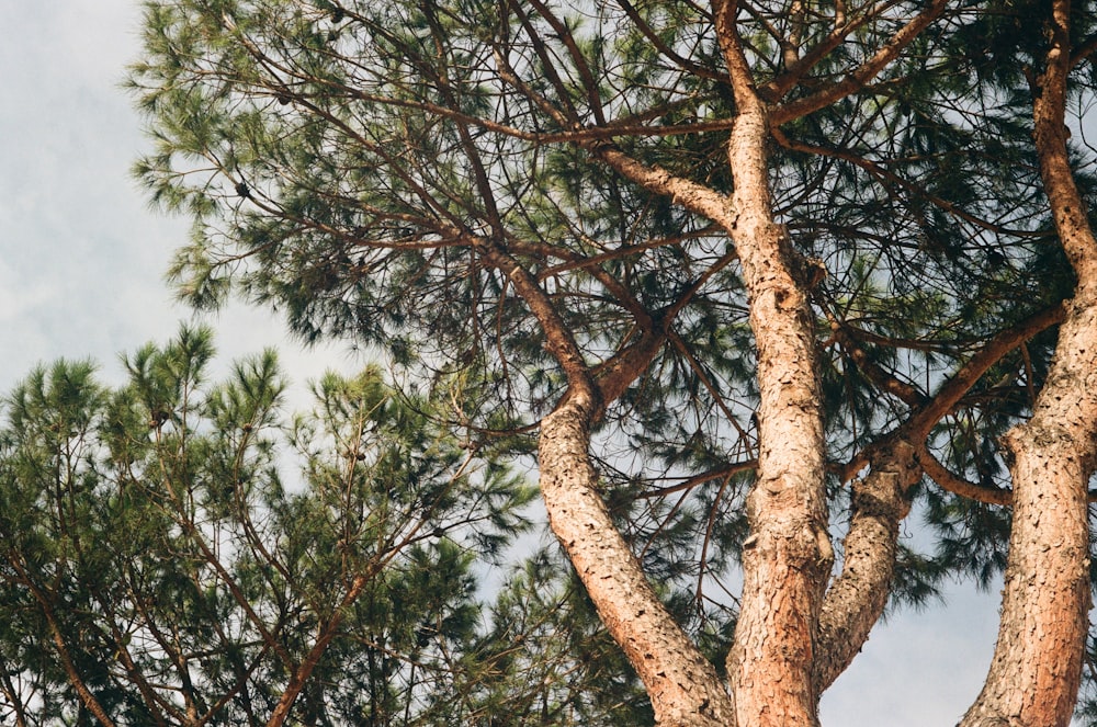 a bird is perched on top of a tree