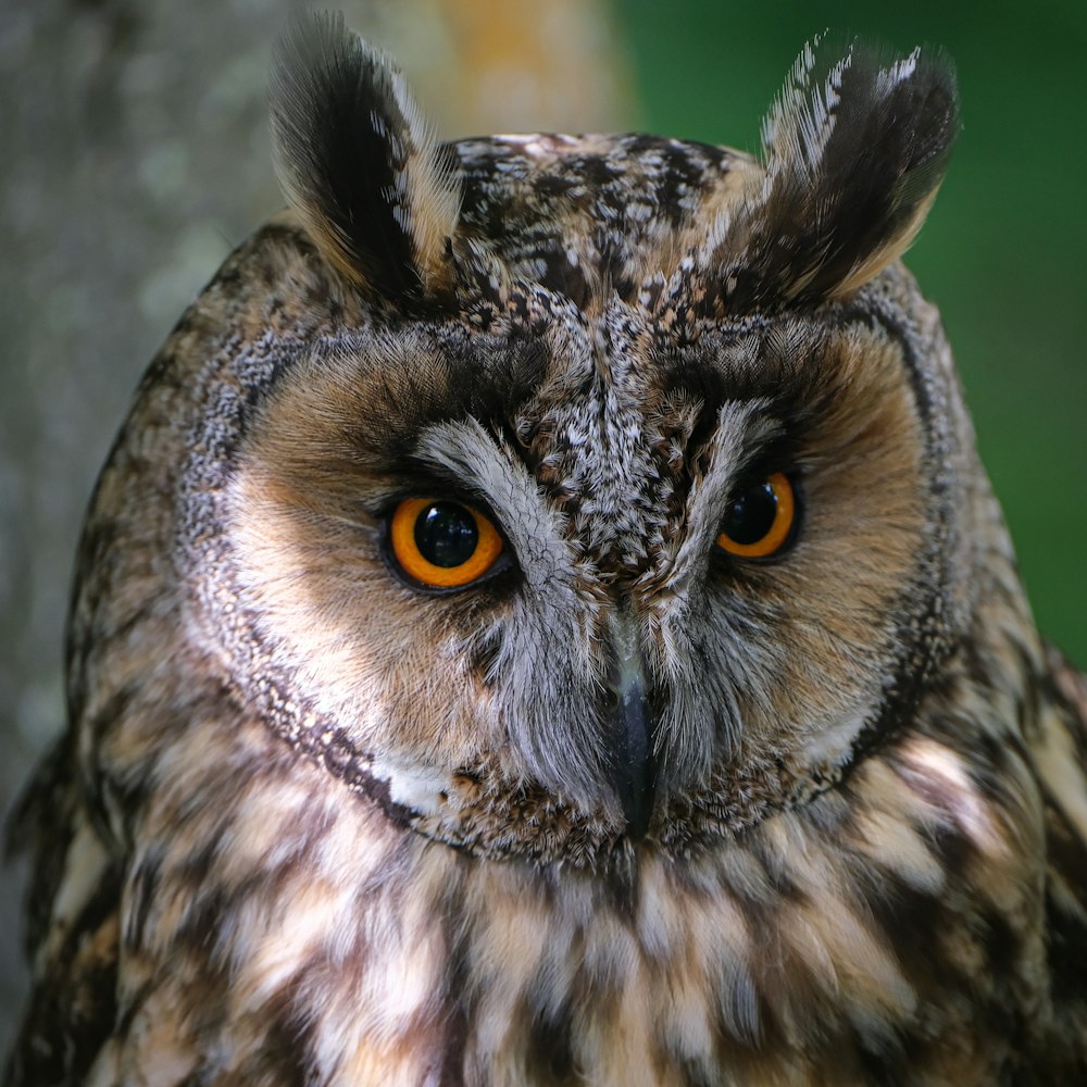 a close up of an owl with orange eyes