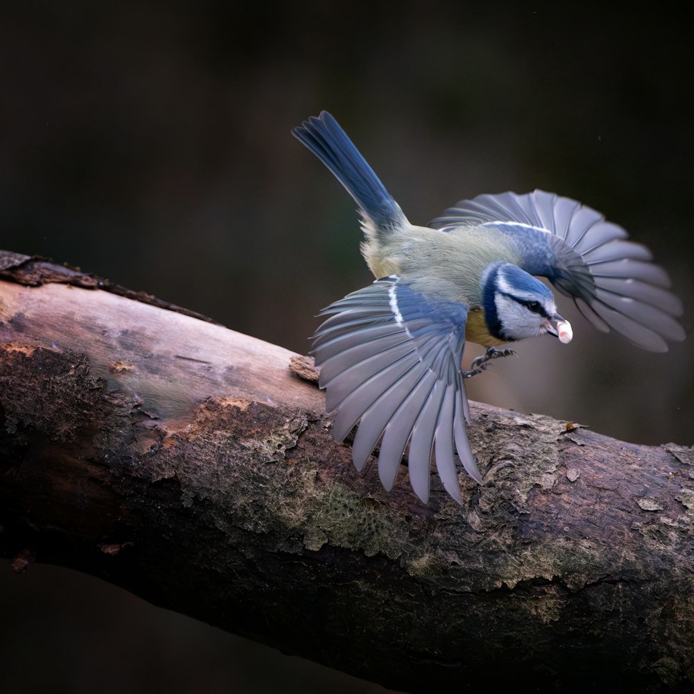 a blue bird with its wings spread on a branch