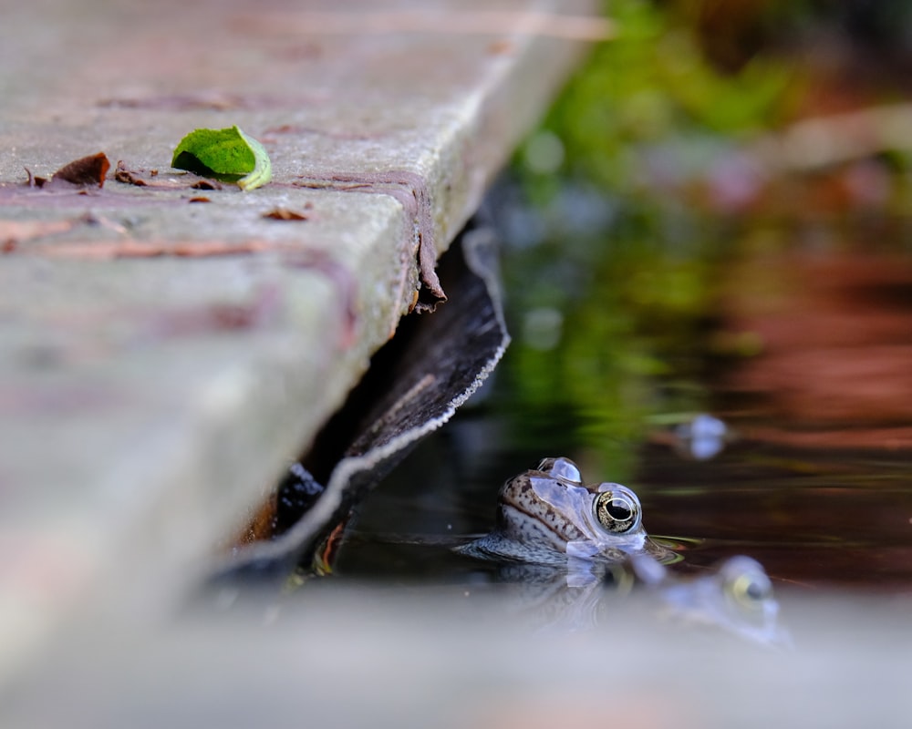 a frog sitting on the edge of a pond