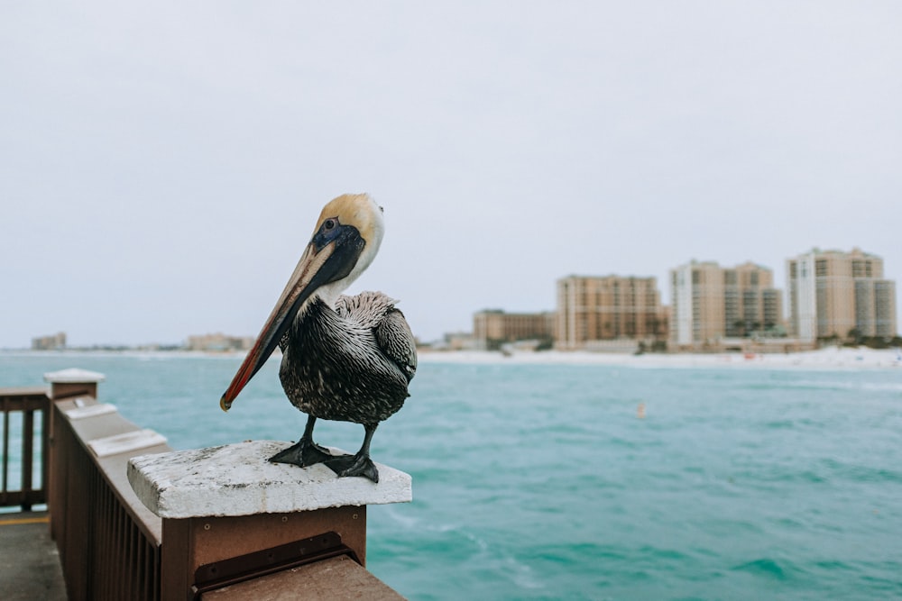 a pelican sitting on top of a pier next to the ocean