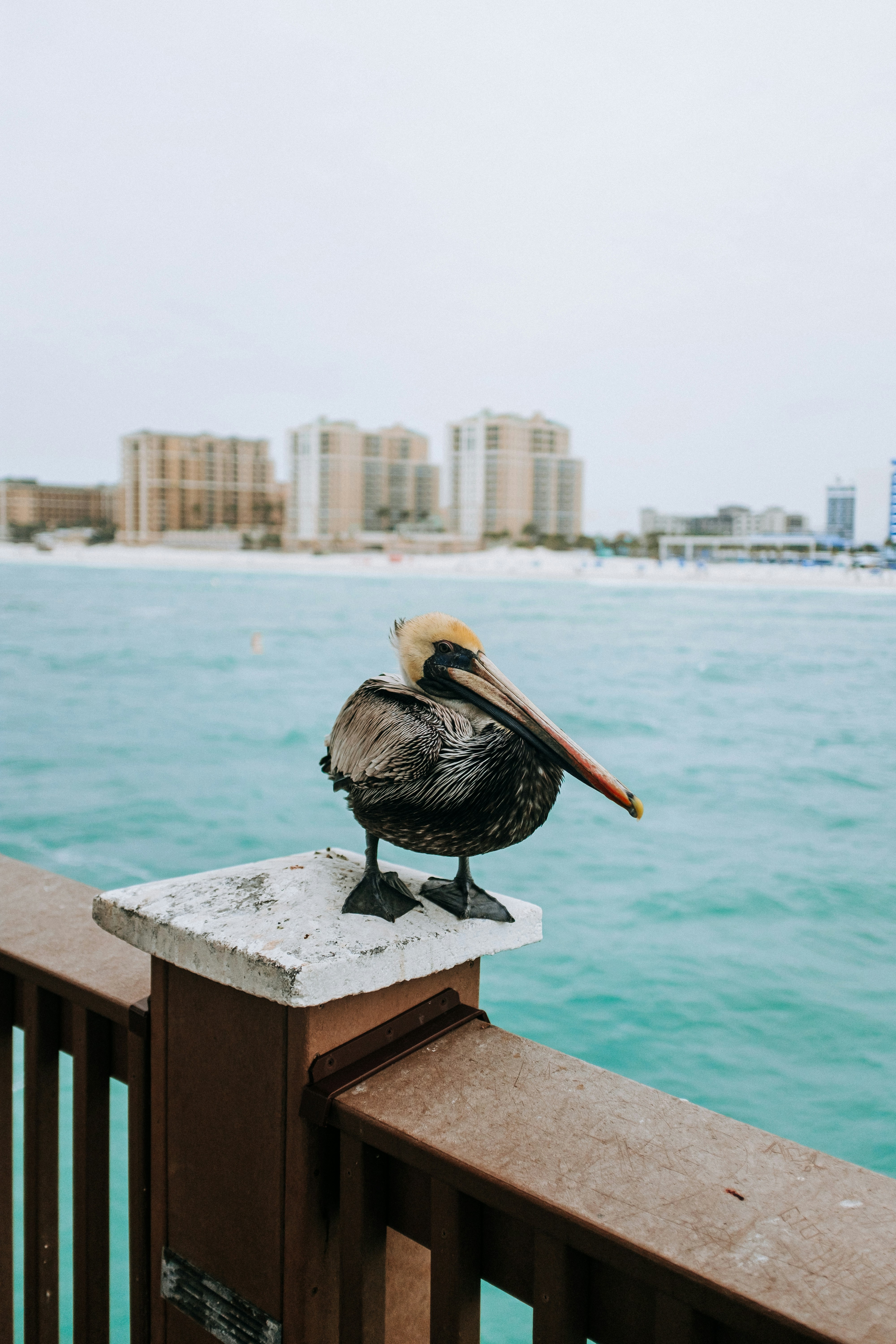 Pelican perched on a railing along turquoise water, with distant beachfront high-rise buildings in the background.