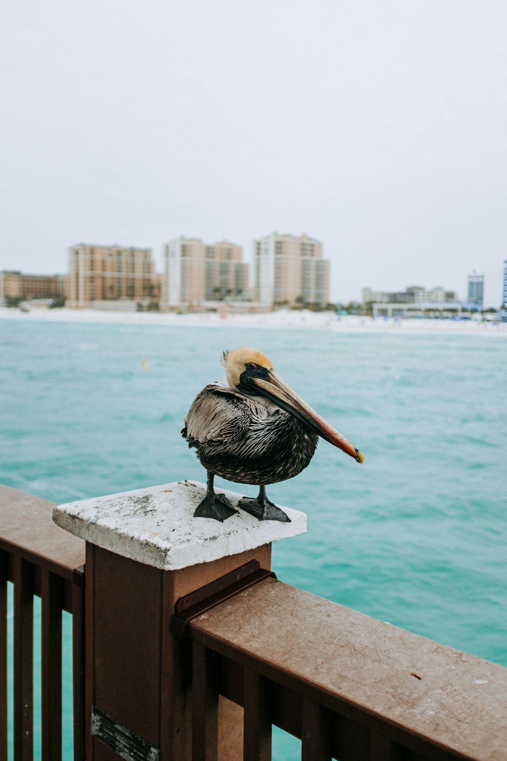 a pelican sits on a railing overlooking the ocean