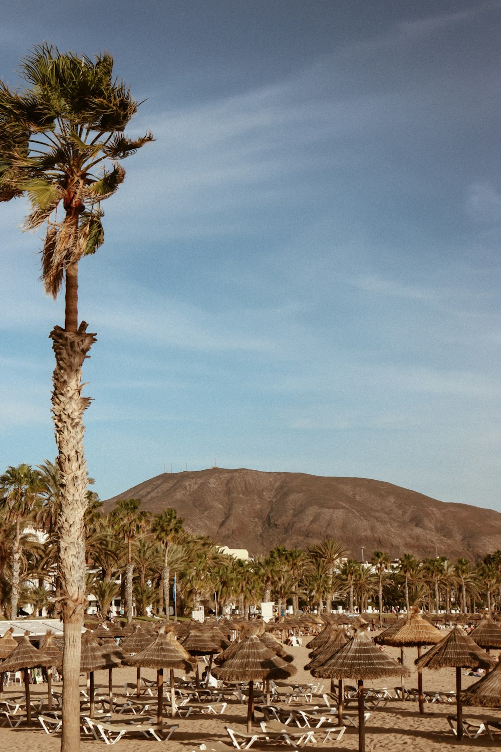 a palm tree on a beach with a mountain in the background