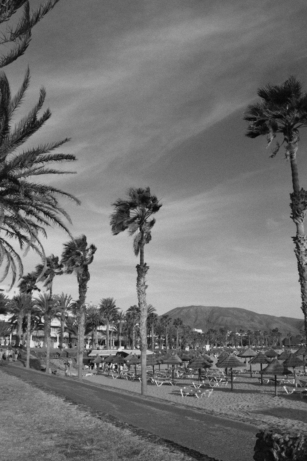 a black and white photo of a beach with palm trees