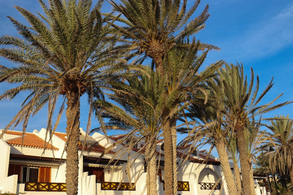 a row of palm trees in front of a white building