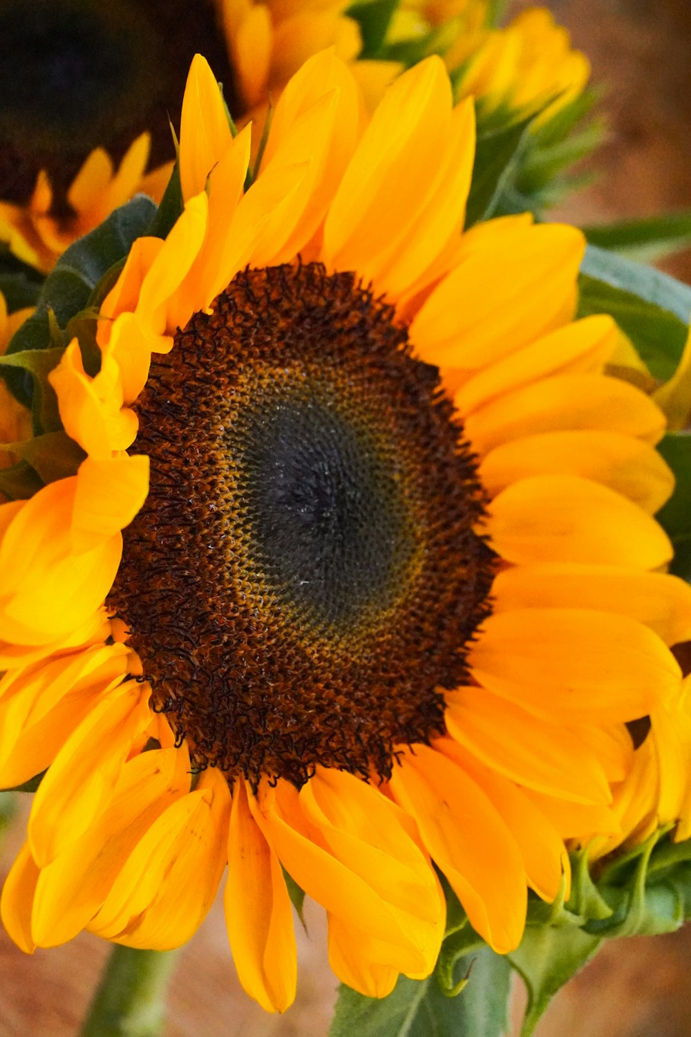 a close up of a yellow sunflower with green leaves
