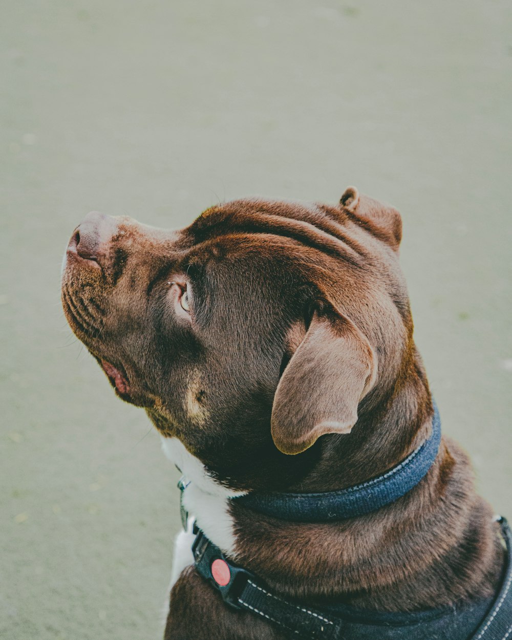 a brown and white dog wearing a blue collar