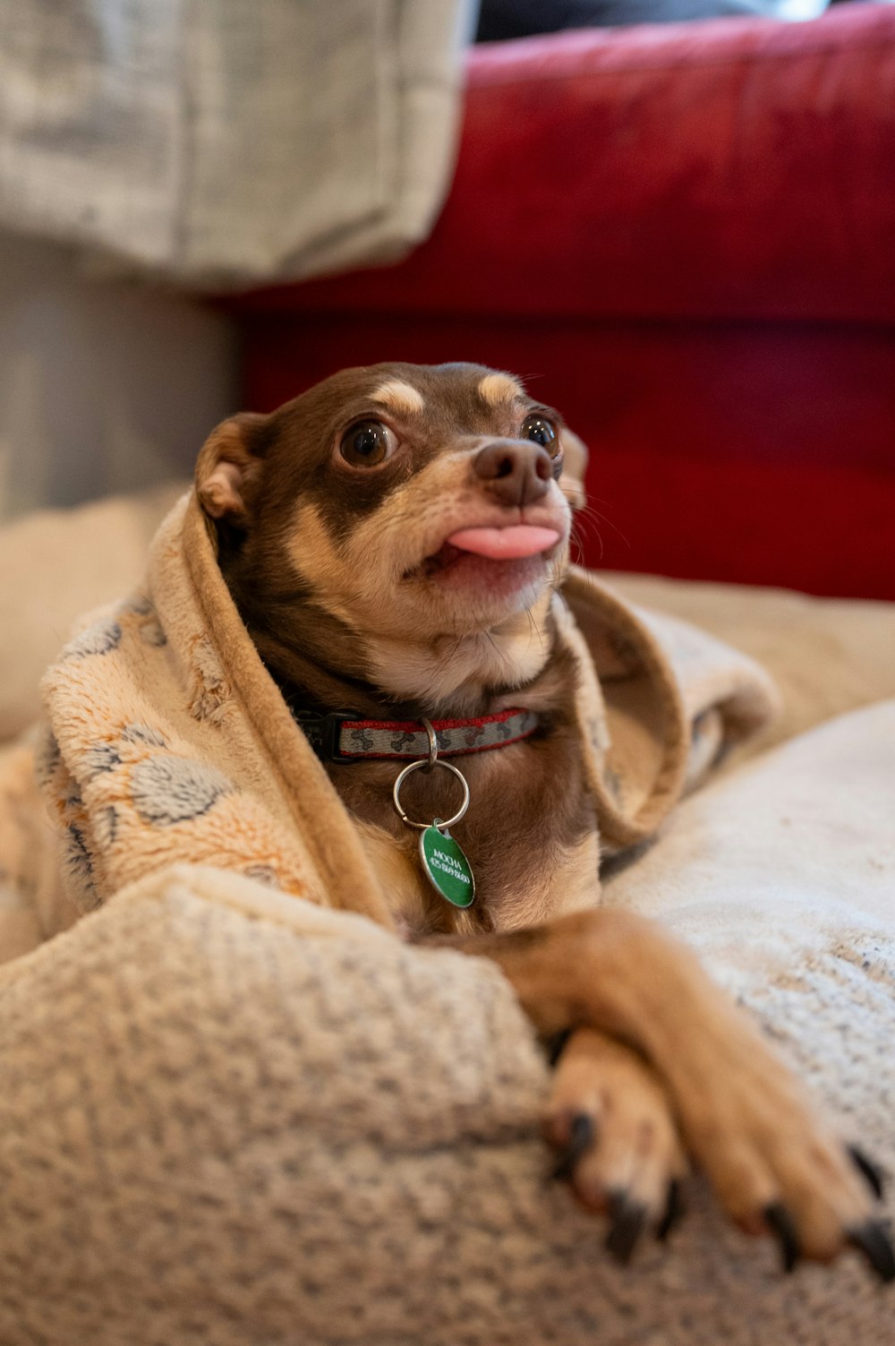 a small dog laying on top of a bed covered in a blanket