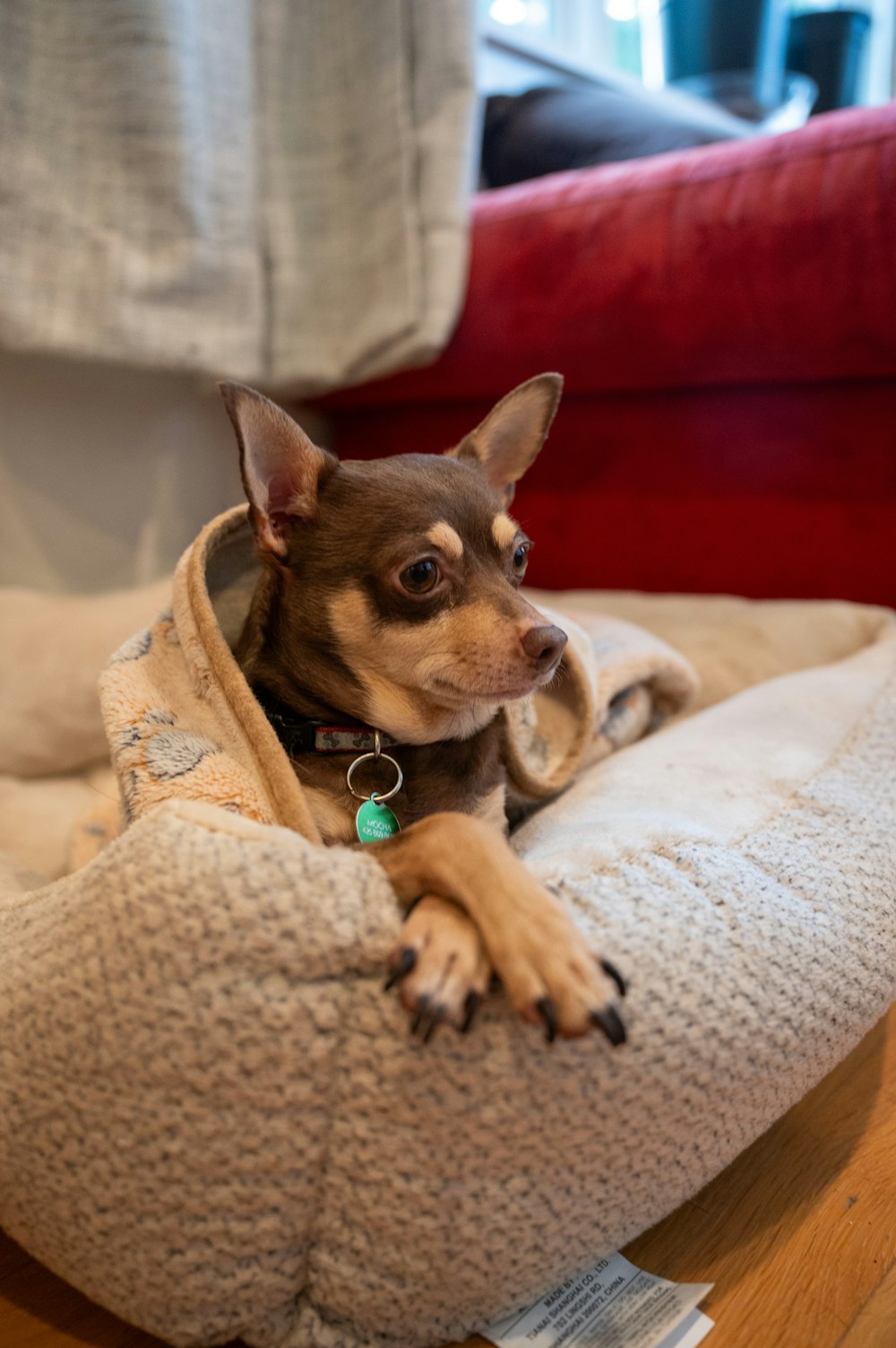 a small dog sitting in a dog bed