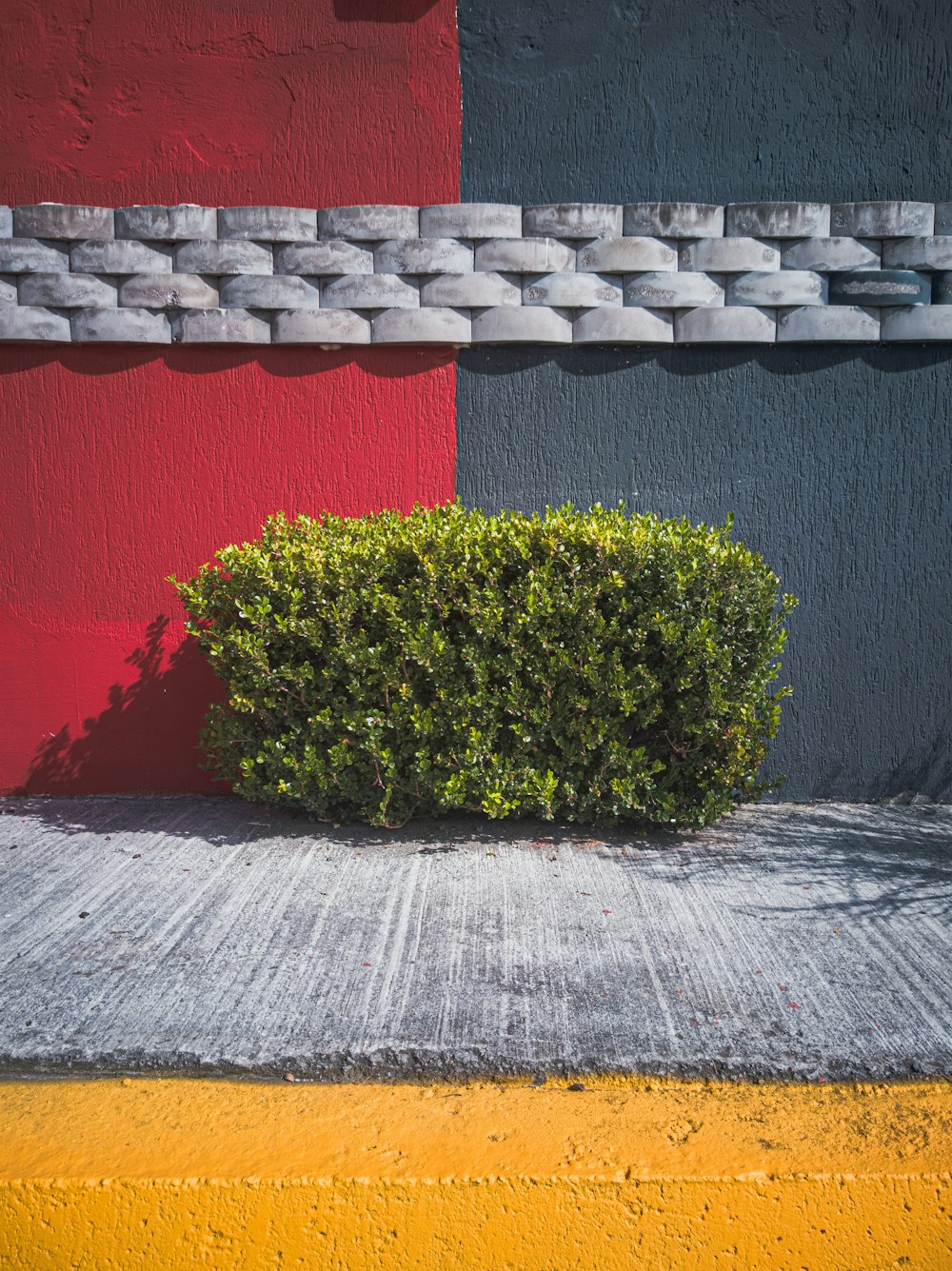 a small bush in front of a colorful wall
