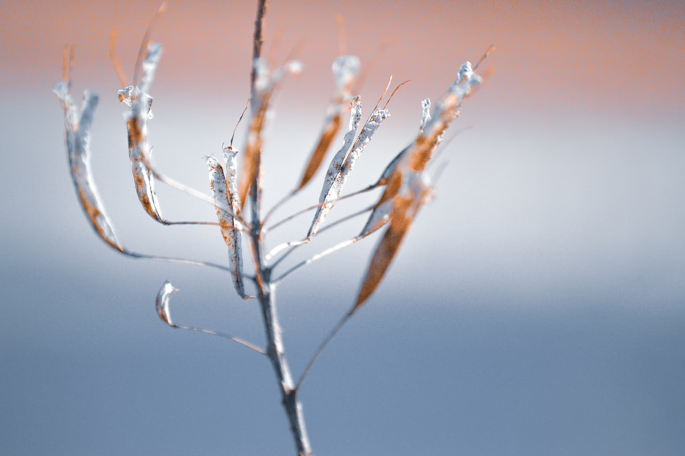 a close up of a plant with water droplets on it