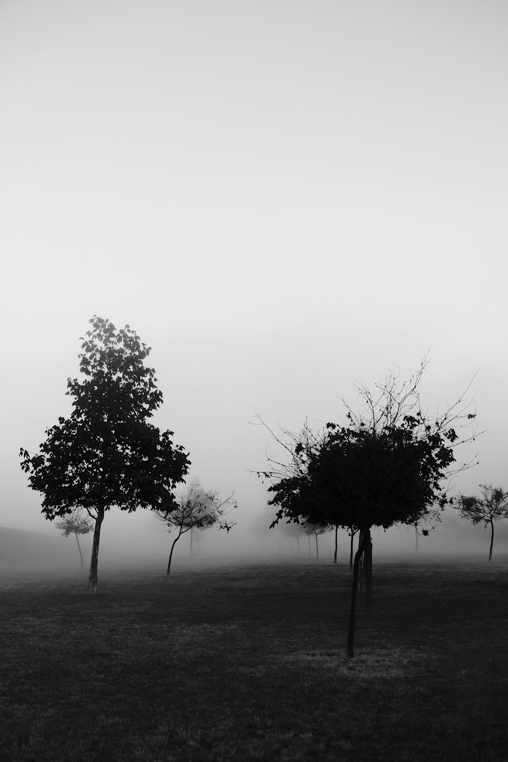 uma foto em preto e branco de árvores em um dia de nevoeiro