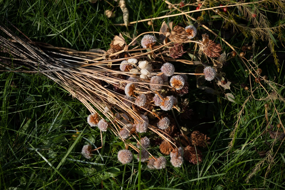 a bunch of dried flowers sitting in the grass