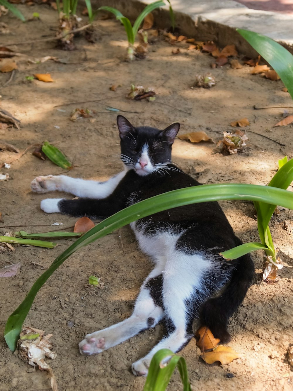 a black and white cat laying on the ground