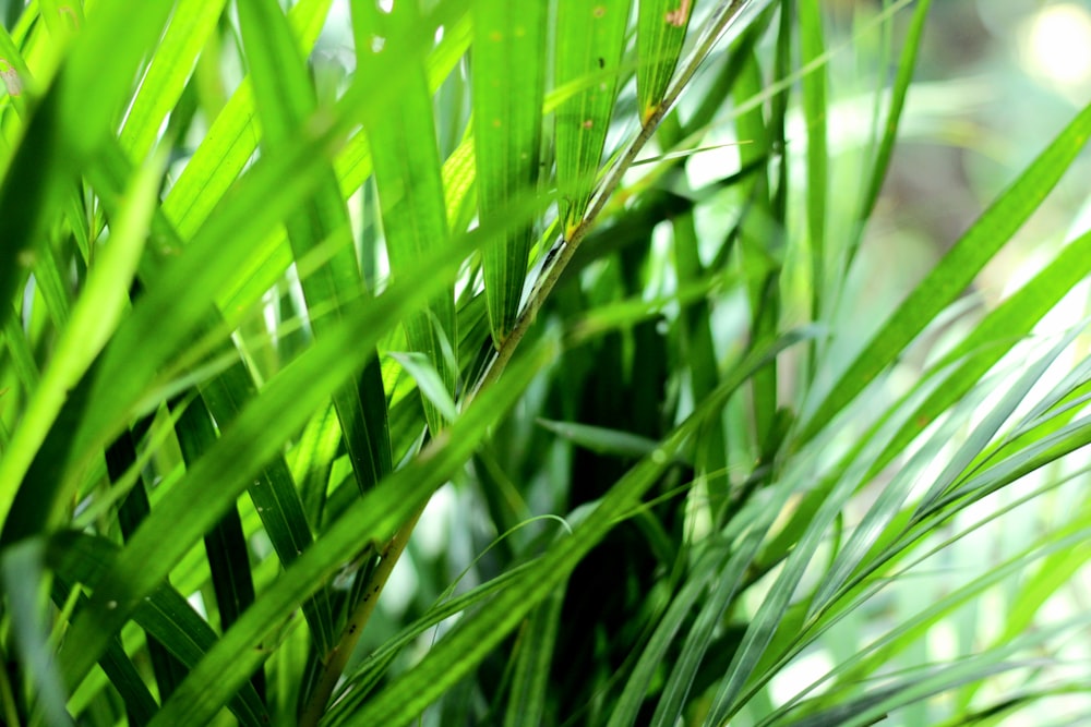 a close up of a green plant with lots of leaves