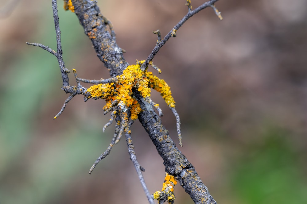a close up of a branch with yellow flowers