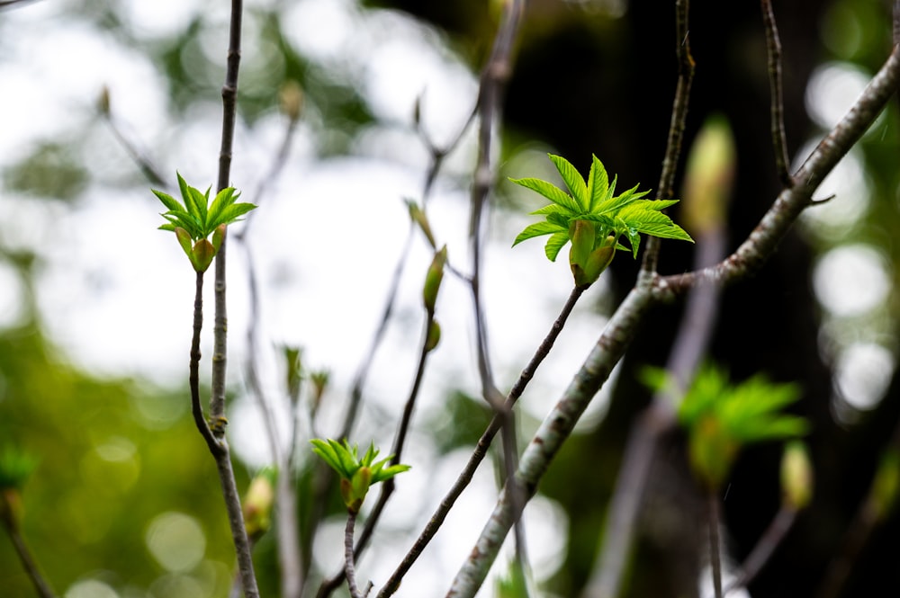 a tree branch with green leaves on it