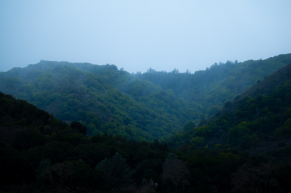 a foggy mountain with trees on the side