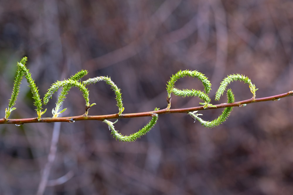 a close up of a branch with leaves