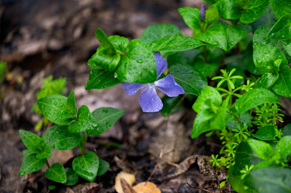 a small blue flower sitting on top of a forest floor