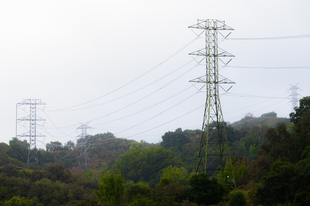 a group of power lines in the middle of a forest