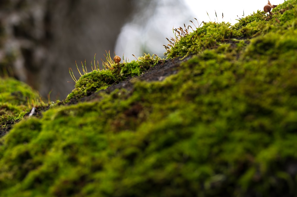moss growing on the side of a rock
