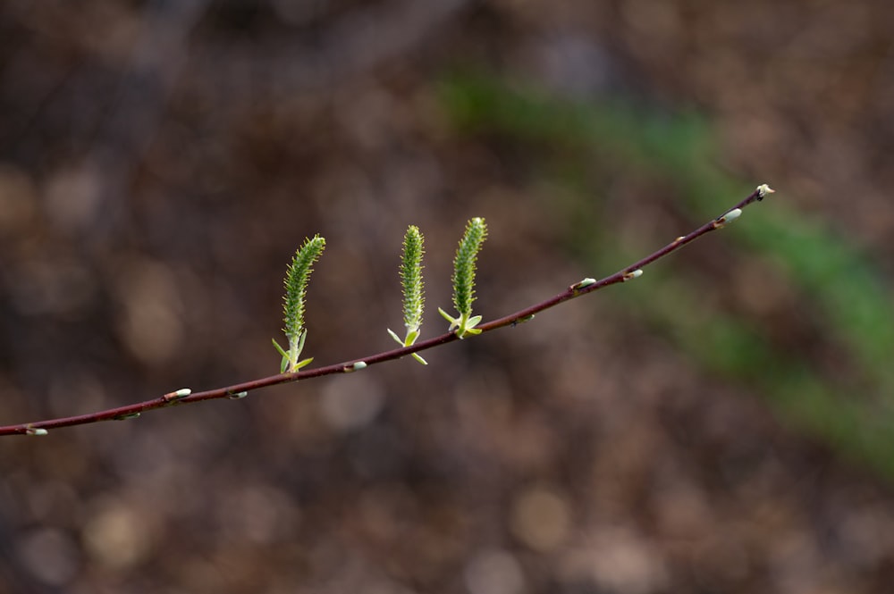 a close up of a branch with leaves