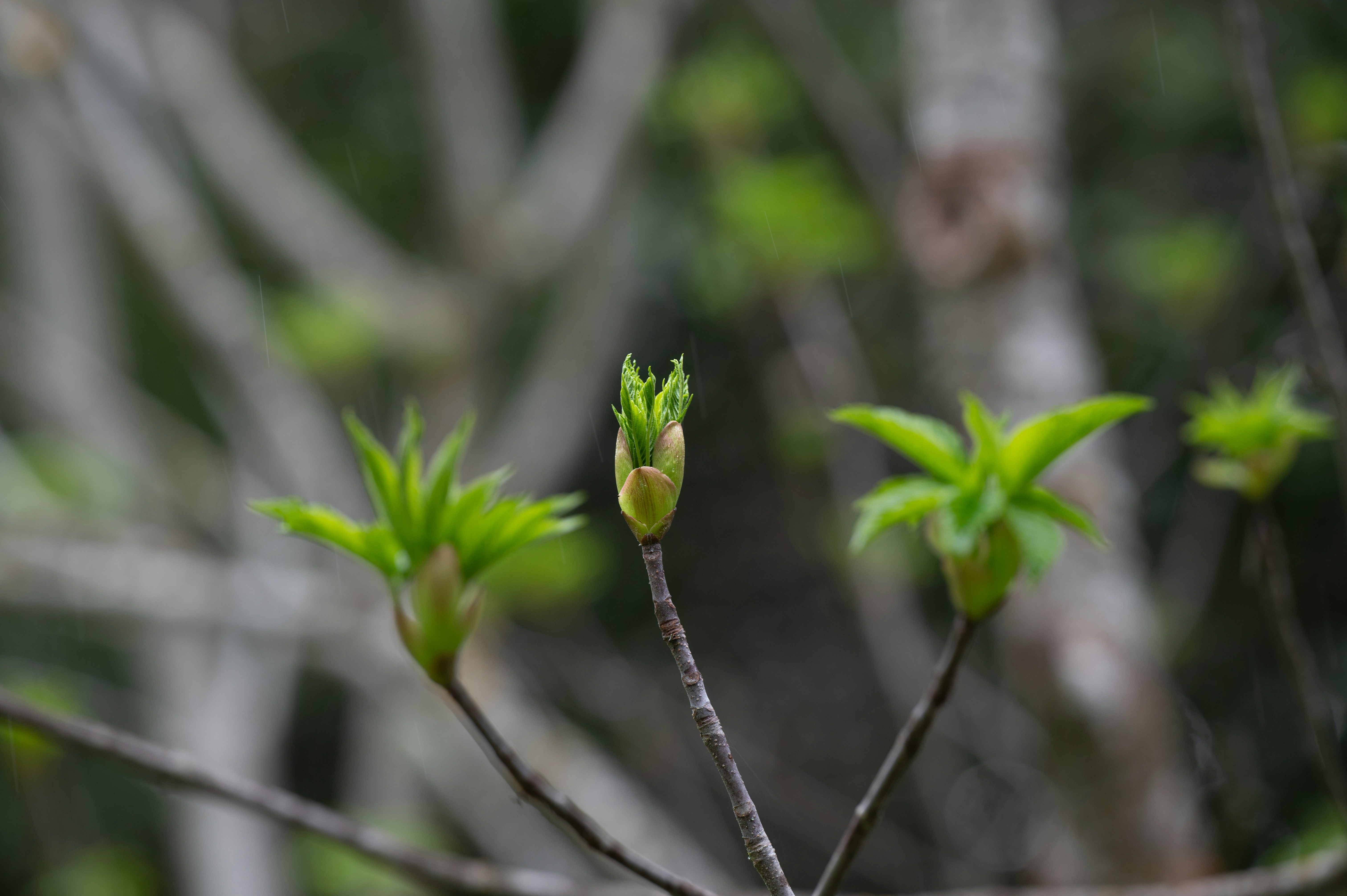Italian soccer team jersey 24-25