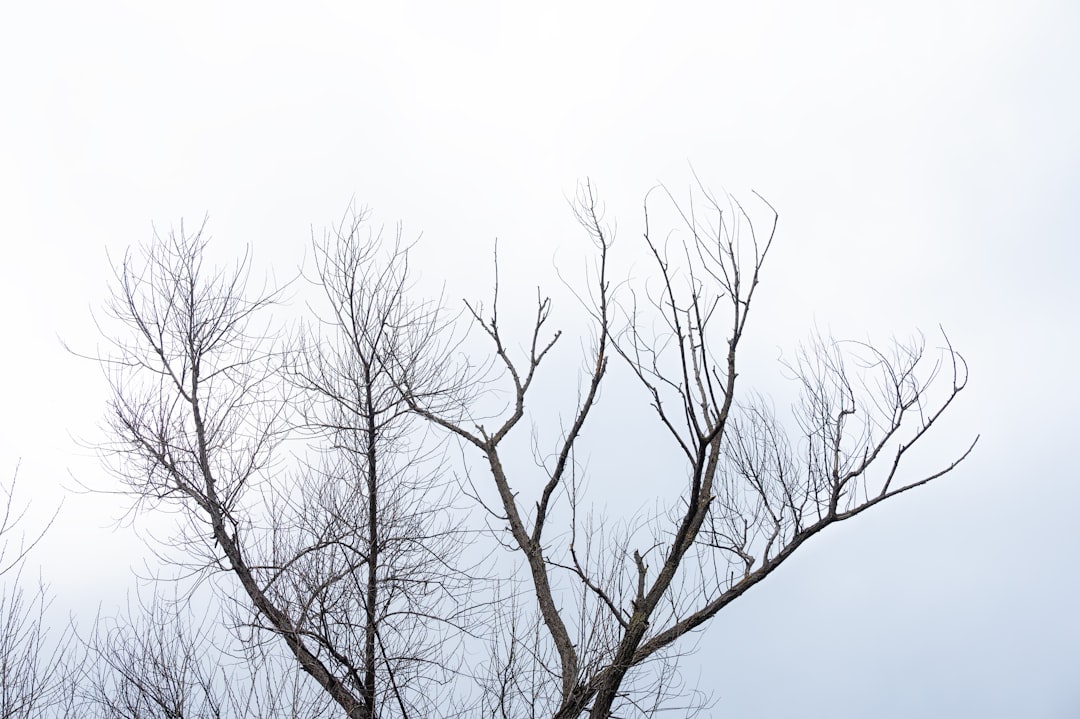 a bird is perched on top of a bare tree,