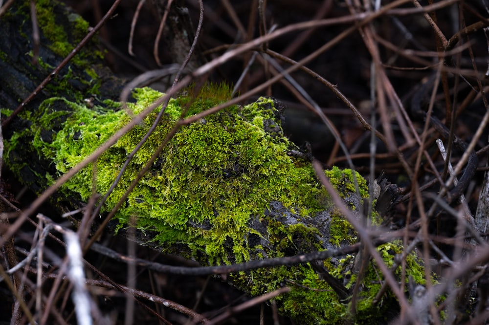 a moss covered tree branch in the woods